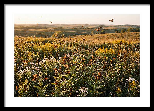 Monarch Butterflies In Flight