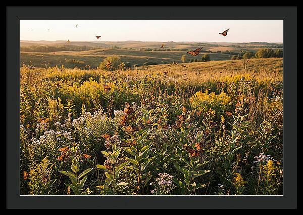 Monarch Butterflies In Flight