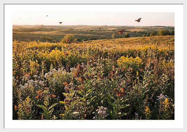 Monarch Butterflies In Flight