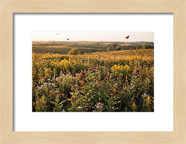 Monarch Butterflies In Flight