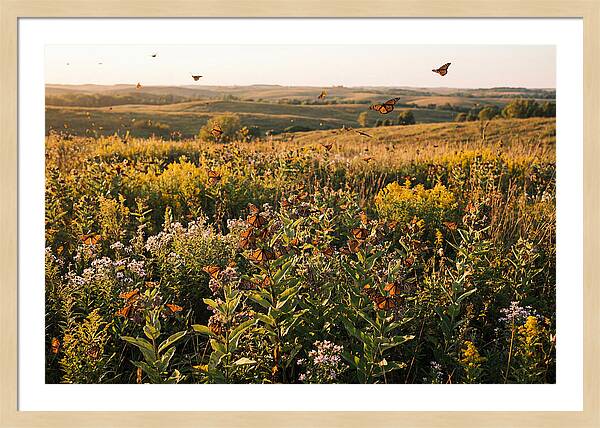 Monarch Butterflies In Flight
