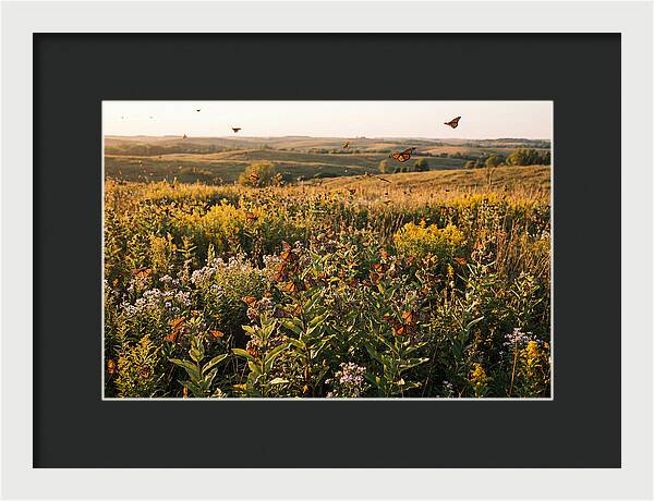 Monarch Butterflies In Flight