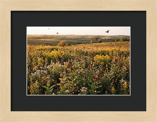 Monarch Butterflies In Flight