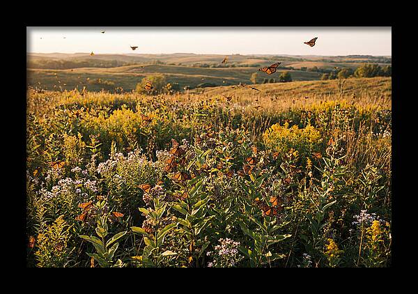Monarch Butterflies In Flight