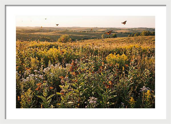 Monarch Butterflies In Flight