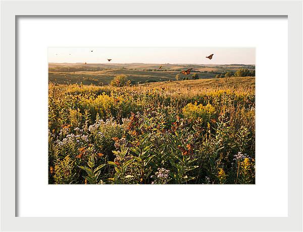 Monarch Butterflies In Flight
