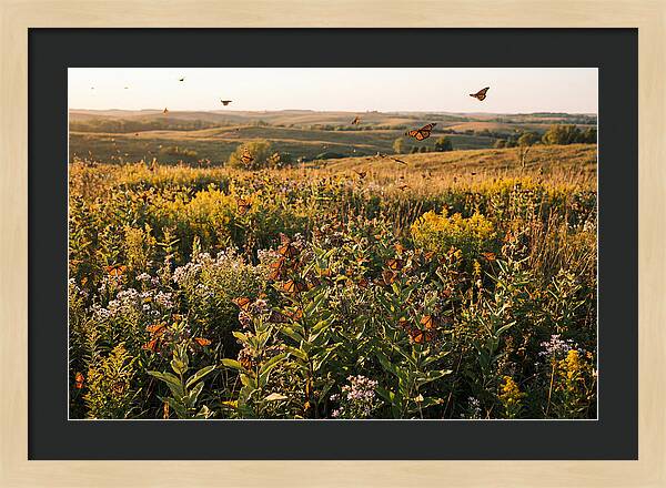 Monarch Butterflies In Flight