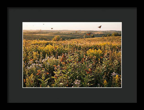 Monarch Butterflies In Flight