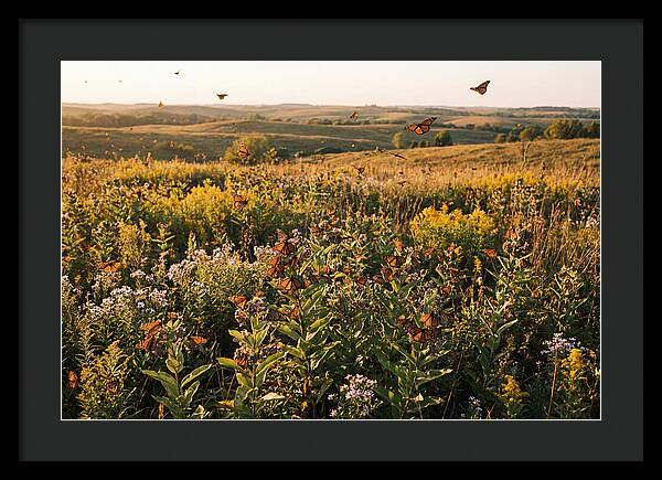 Monarch Butterflies In Flight