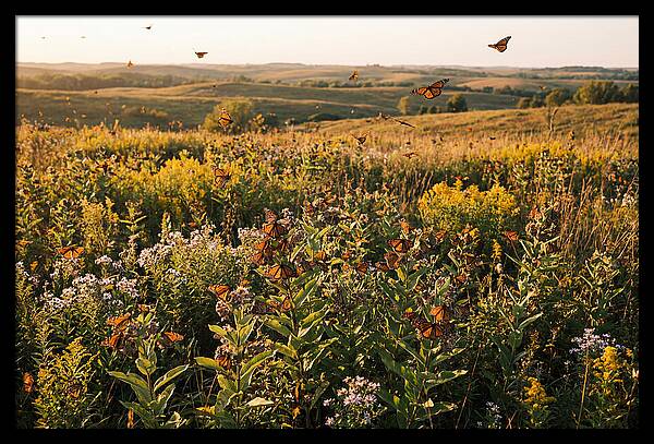 Monarch Butterflies In Flight