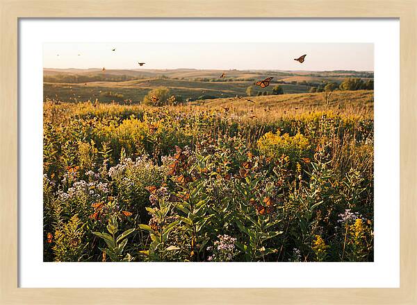 Monarch Butterflies In Flight