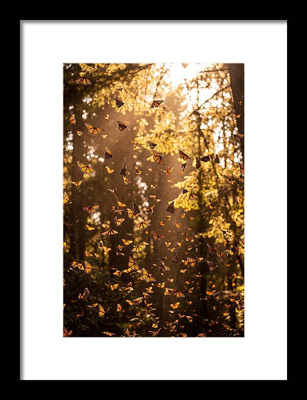 Monarch Butterflies Migration