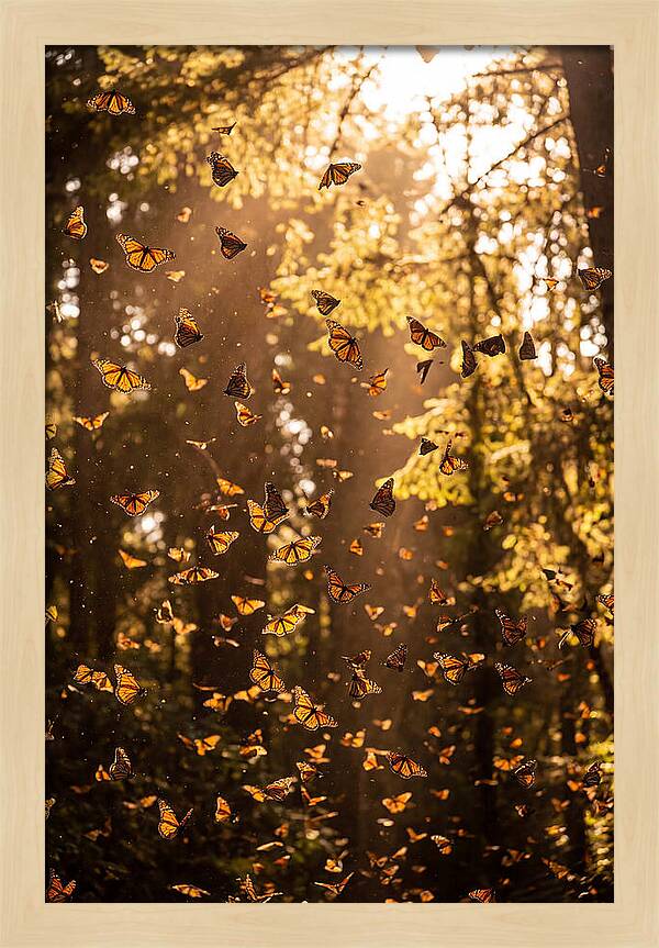 Monarch Butterflies Migration