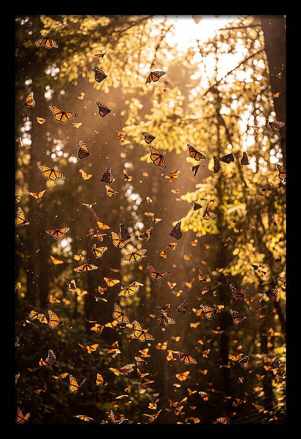 Monarch Butterflies Migration