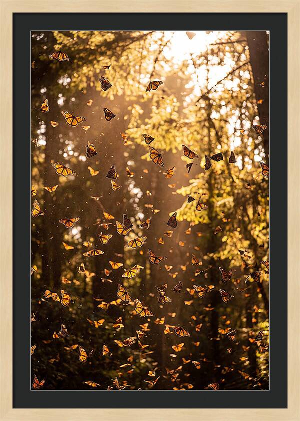 Monarch Butterflies Migration