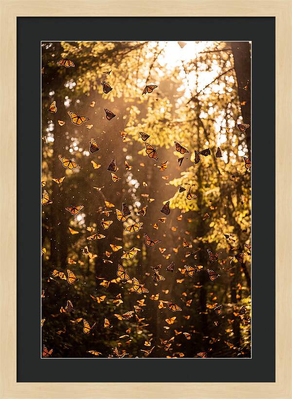 Monarch Butterflies Migration