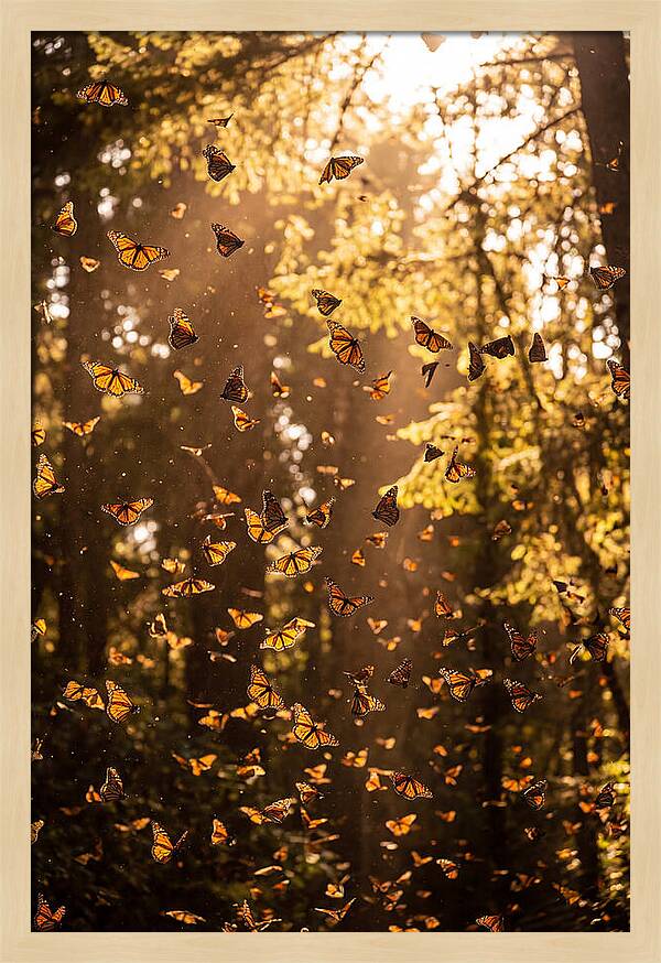 Monarch Butterflies Migration
