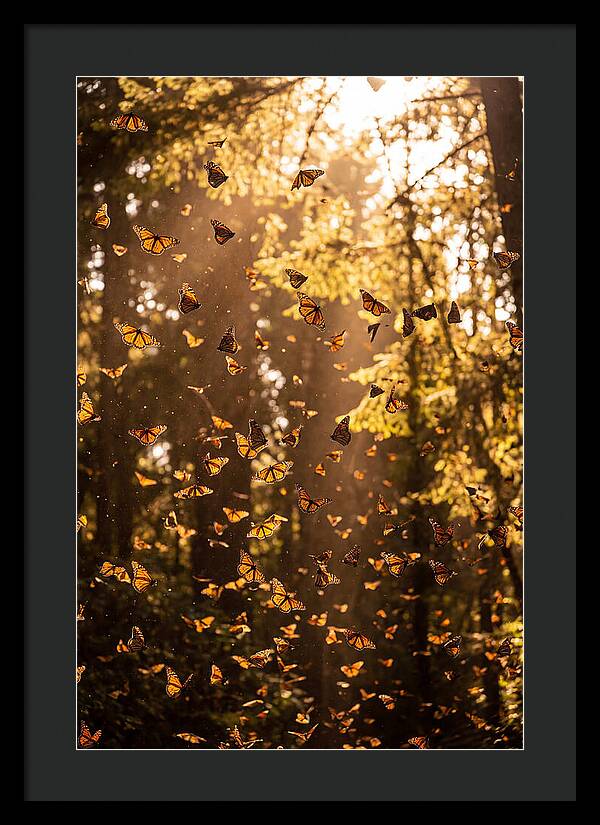 Monarch Butterflies Migration