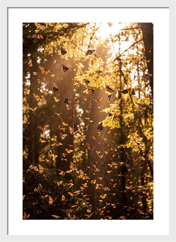Monarch Butterflies Migration