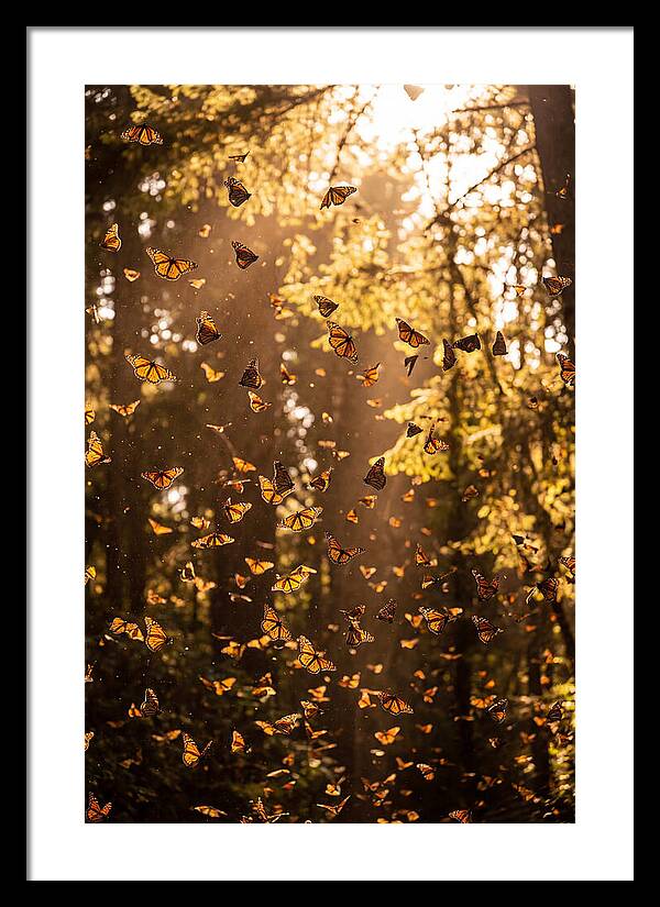 Monarch Butterflies Migration