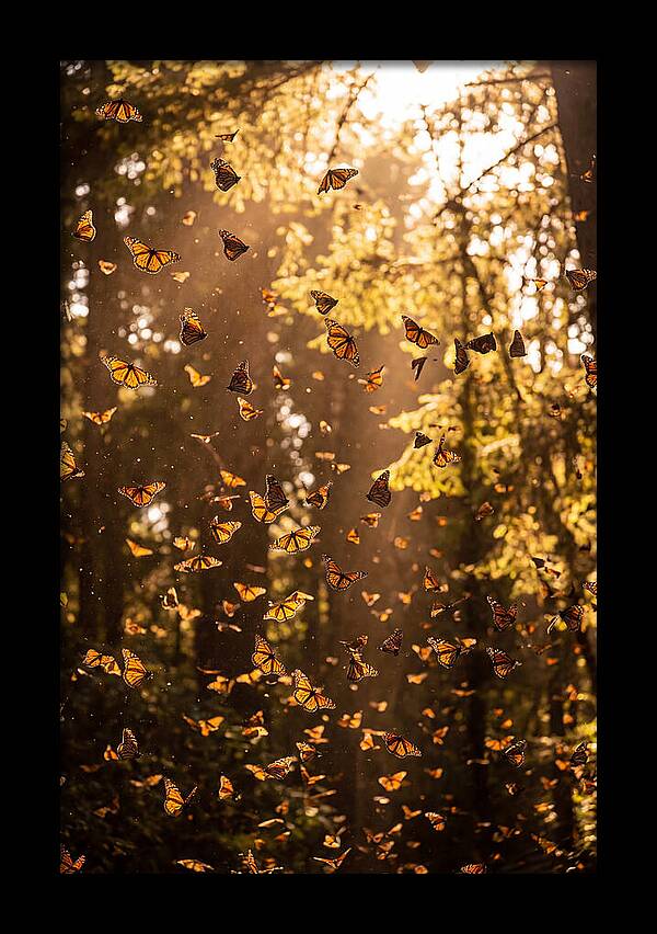 Monarch Butterflies Migration