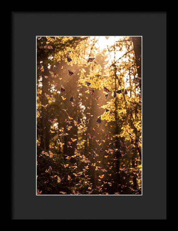 Monarch Butterflies Migration