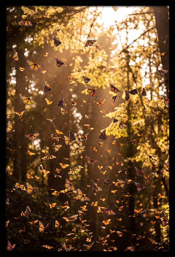 Monarch Butterflies Migration