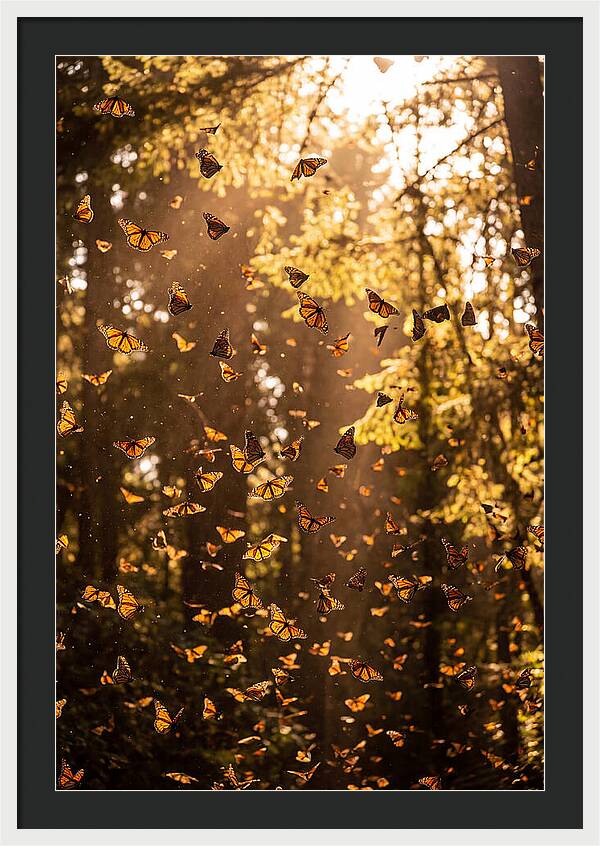 Monarch Butterflies Migration