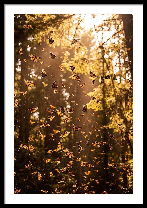 Monarch Butterflies Migration