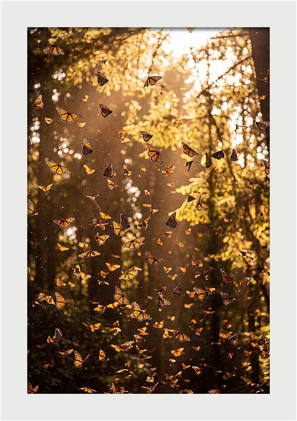 Monarch Butterflies Migration