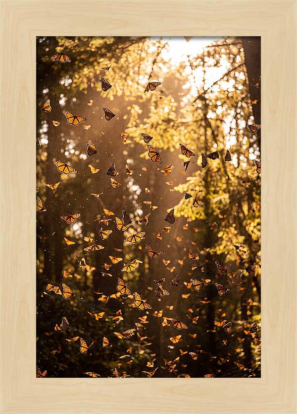 Monarch Butterflies Migration