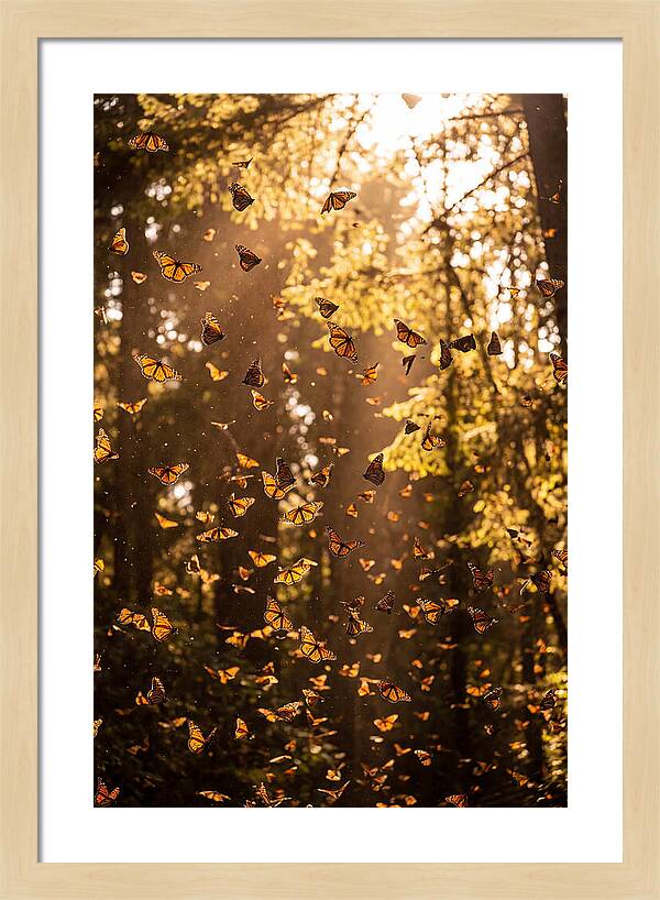 Monarch Butterflies Migration