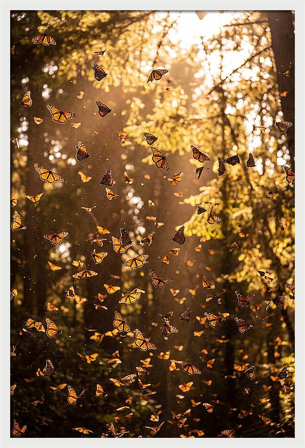 Monarch Butterflies Migration