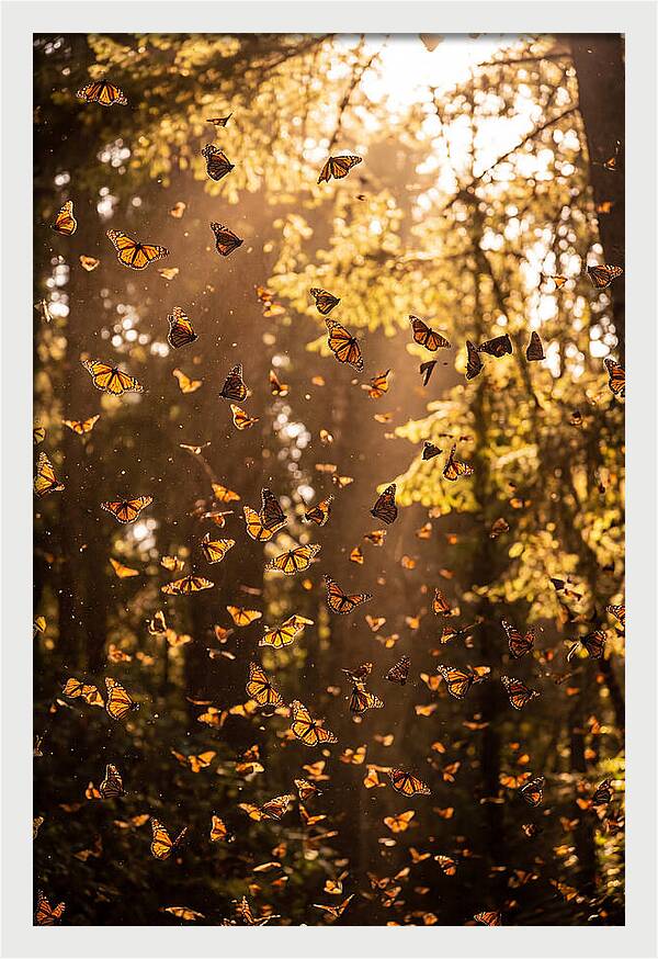 Monarch Butterflies Migration