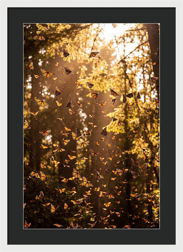 Monarch Butterflies Migration