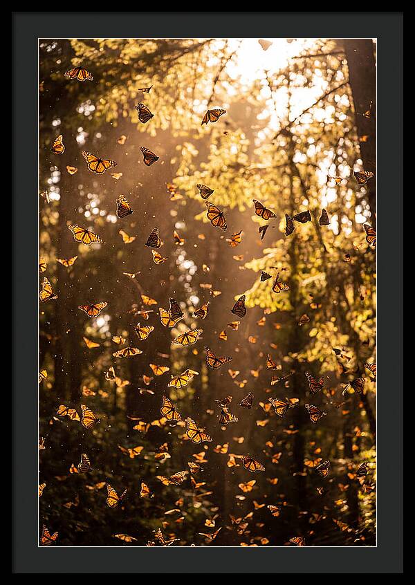 Monarch Butterflies Migration