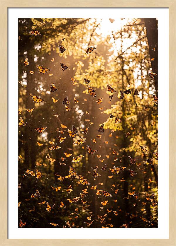 Monarch Butterflies Migration
