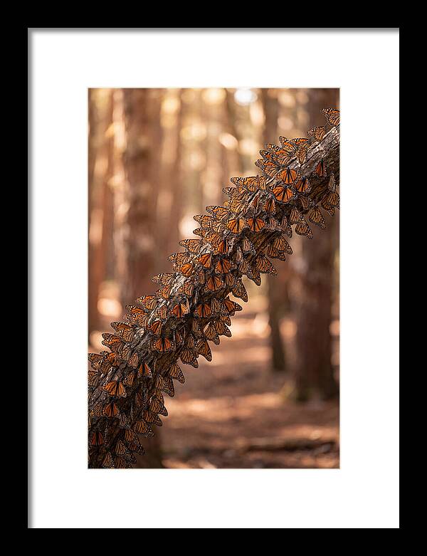 Monarch Butterfly Migration Cluster