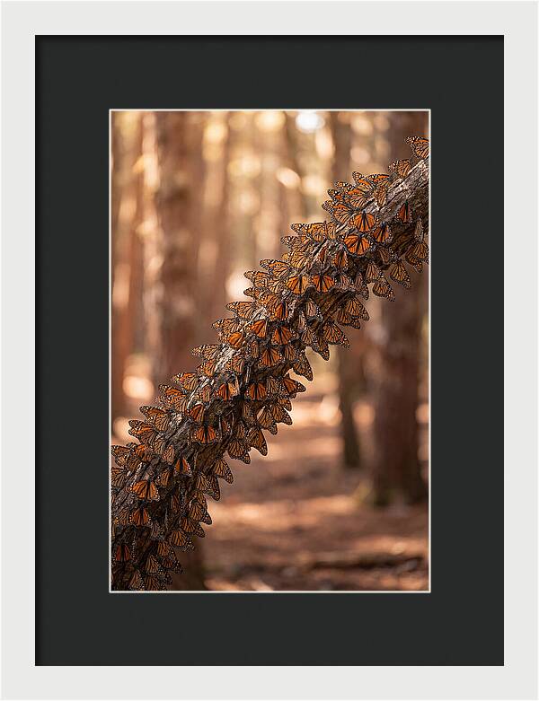 Monarch Butterfly Migration Cluster