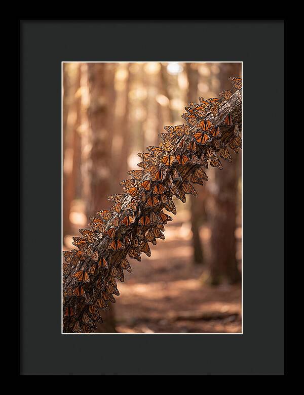 Monarch Butterfly Migration Cluster