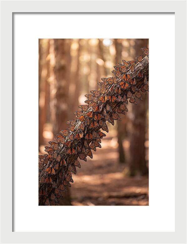 Monarch Butterfly Migration Cluster