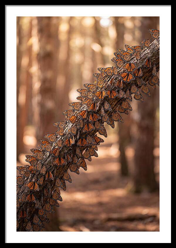 Monarch Butterfly Migration Cluster