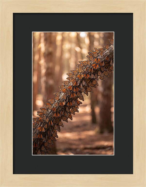 Monarch Butterfly Migration Cluster