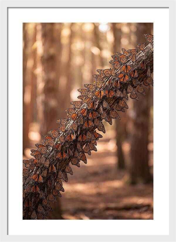Monarch Butterfly Migration Cluster