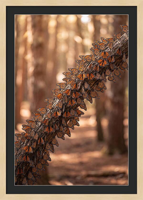 Monarch Butterfly Migration Cluster