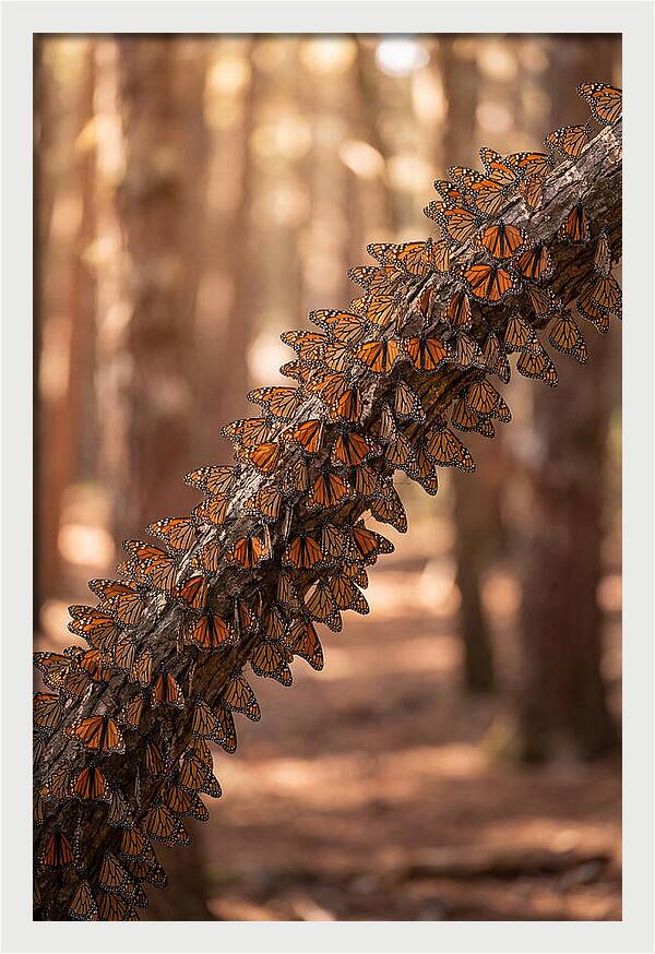Monarch Butterfly Migration Cluster