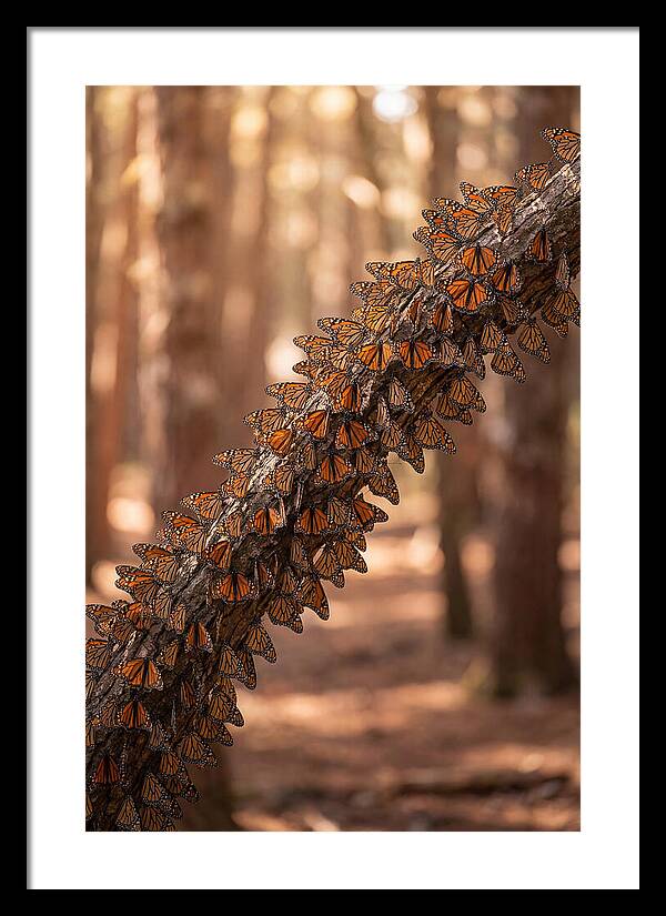 Monarch Butterfly Migration Cluster