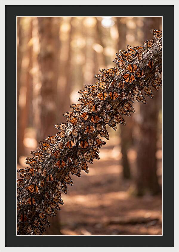 Monarch Butterfly Migration Cluster