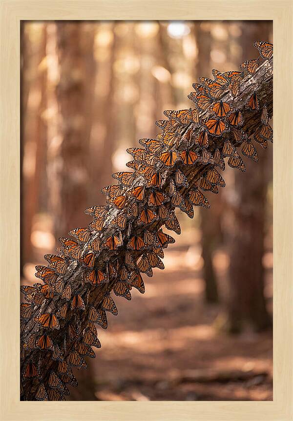 Monarch Butterfly Migration Cluster