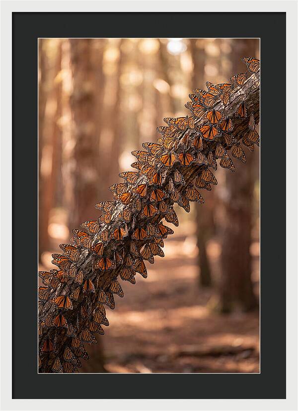 Monarch Butterfly Migration Cluster